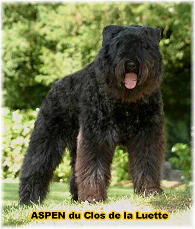 ASPEN © Elevage de bouviers des flandres du Clos de la Luette specialisé pour le bouvier des flandres Copyrigth depose